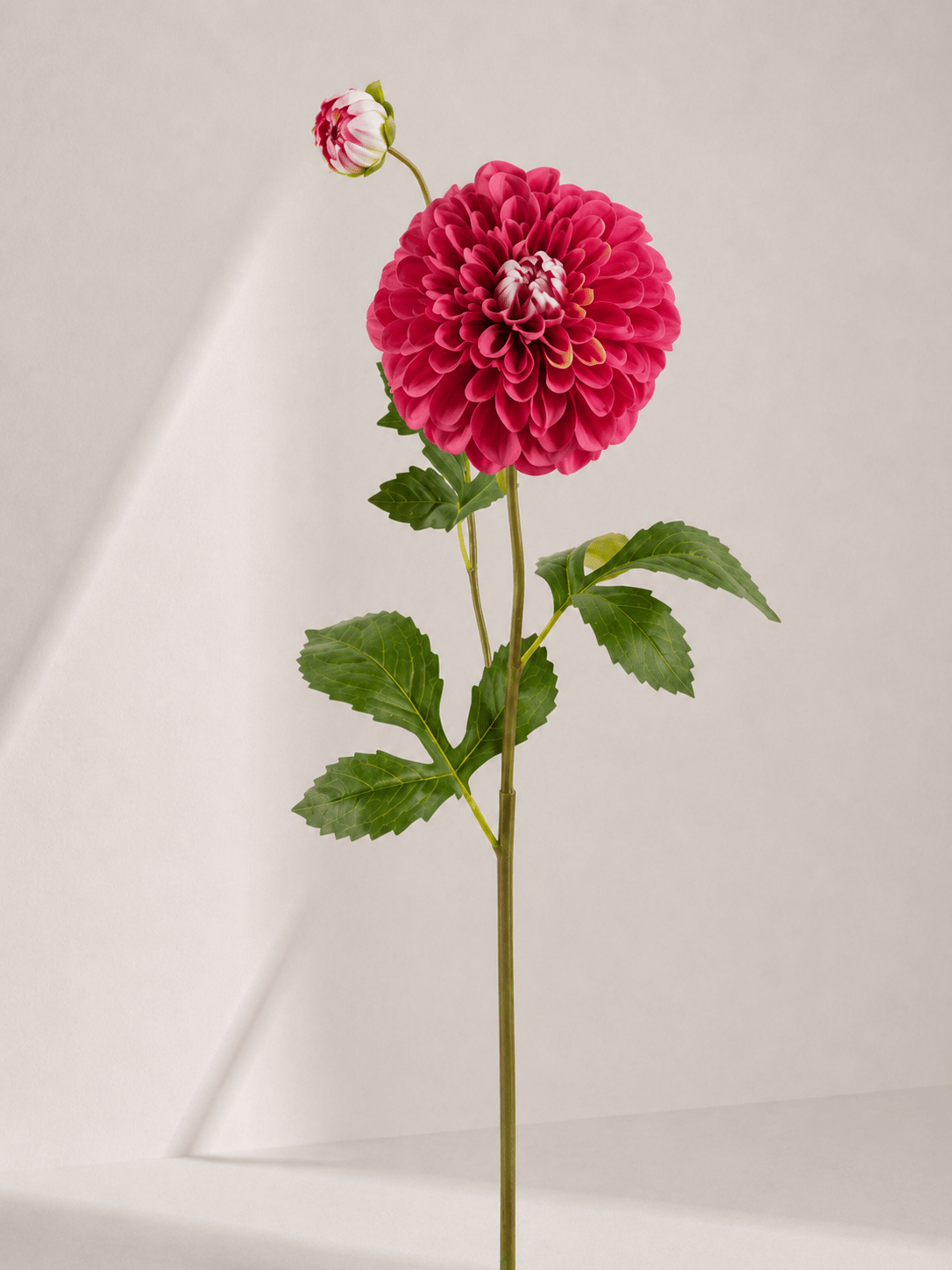ChatGPT Image 17 jul 2026, 12_01_58 Dahlia 13 × 13 × 81 cm - Roze - Afbeelding 1