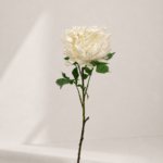 Chrysanthemum 78 × 11 cm - Wit