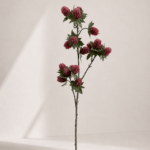 Eryngium 72 cm - Rood