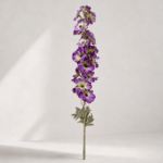 Althaea rosea 106 × 12 cm - Paars
