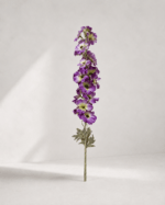 Althaea rosea 106 × 12 cm - Paars