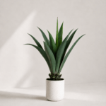 Agave tree 80cm