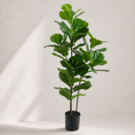 Fiddle tree 50*40*95cm