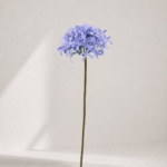 Lycoris aurea 56 × 14 cm - Paars