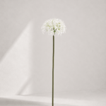 Lycoris aurea 56 × 14 cm - Wit