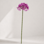 Lycoris aurea 56 × 14 cm - Paars