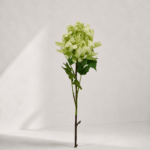 Chrysanthemum 78 × 11 cm - Groen