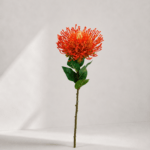 Leucospermum 73 × 10 cm - Rood
