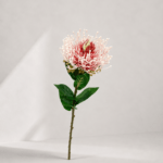 Leucospermum 73 × 10 cm - Roze