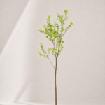 Enkianthus perulatus Spray 70*62*150cm
