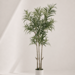 Dizygotheca elegantissima 70*60*170cm