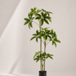 Pachira macrocarpa Tree (3 stems) 70*60*150cm
