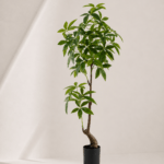 Pachira macrocarpa 55*55*150cm