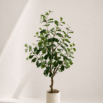 Ficus tree 50*50*115cm