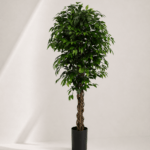 Ficus tree 180cm