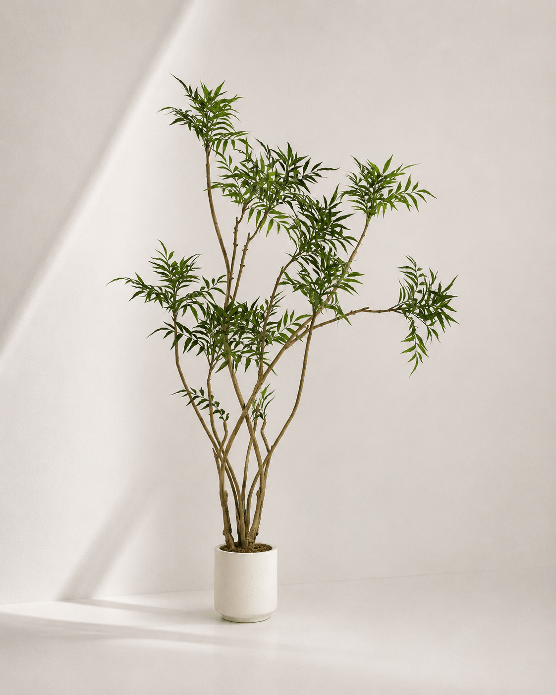 kunstplanten-image8 Mahonia tree 190cm - Afbeelding 1