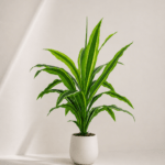Yucca Tree 90cm