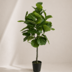 Fiddle fig leaf tree 130cm
