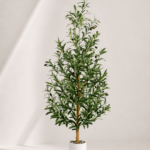 Olive tree 160cm