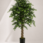 Ficus tree 180cm