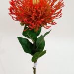 Leucospermum 73 × 10 cm - Rood
