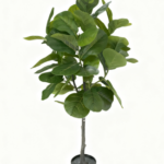 Fiddle fig leaf tree 130cm