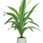 Yucca Tree 90cm