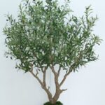 Olive tree 210cm