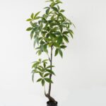Pachira macrocarpa 55*55*150cm
