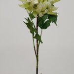 Chrysanthemum 78 × 11 cm - Groen