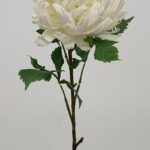 Chrysanthemum 78 × 11 cm - Wit