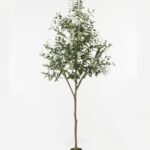 Olive Tree 68*50*180cm