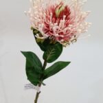 Leucospermum 73 × 10 cm - Roze
