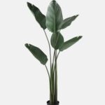 Strelitziaceae 52*150cm