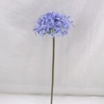 Lycoris aurea 56 × 14 cm - Paars