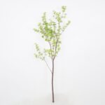 Enkianthus perulatus Spray 70*62*150cm