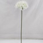 Lycoris aurea 56 × 14 cm - Wit