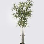 Dizygotheca elegantissima 70*60*170cm