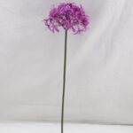 Lycoris aurea 56 × 14 cm - Paars