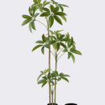 Pachira macrocarpa Tree (3 stems) 70*60*150cm