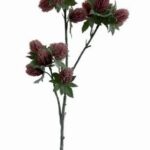 Eryngium 72 cm - Rood