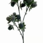 Eryngium 72 cm - Blauw