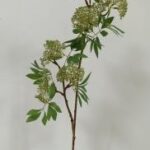 Berry 88 × 20 cm - Groen