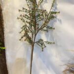 Branch 95 × 25 cm - Rood/groen
