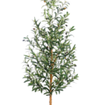 Olive tree 160cm