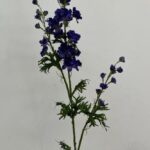 Larkspur 85 cm - Paars