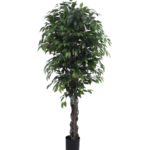 Ficus tree 180cm