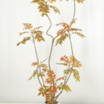 Lacquer tree Red 180cm